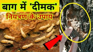 Termites Treatment In Fruit Orchard  पेडों को दीमक से बचाने का उपाय  दीमक नियंत्रण के उपाय [upl. by Sucerdor261]