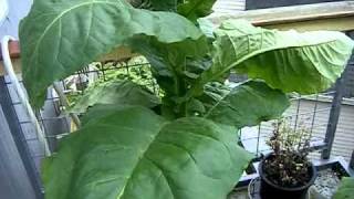 How to Grow Tobacco Part 5 Harvest time [upl. by Hanson]