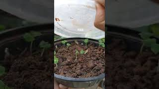 How to grow Salvias from seeds [upl. by Ethbun]