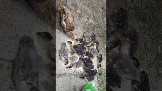 feeling the baby ducks foryou viralshort viralvideo philippines duckshindi [upl. by Krystle]