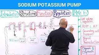 Sodium Potassium Pump  Na⁺  K⁺  ATPase [upl. by Holly-Anne]