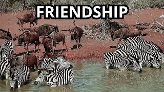 Zebras And Wildebeest Unbelievable Friendship In Mara Camp [upl. by Shay]