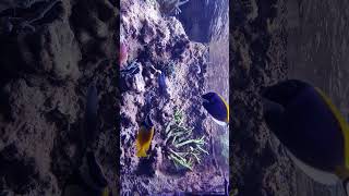 🐟 IndoPacific Ocean Coral Reef Aquarium  Akwarium Gdyńskie poland [upl. by Mycah]