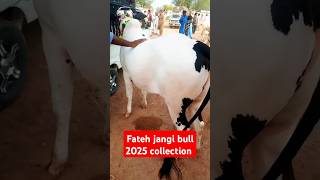 Fateh jangi bull 2025 collection cow fatehjangmandi domailmandiupdate shortsvideo shortsfeed [upl. by Annaegroeg]