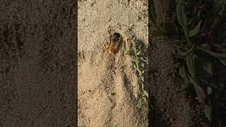 A Bee Wolf excavating sand from its burrow at RSPB Minsmere [upl. by Hcelemile]