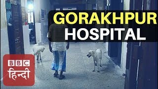 Gorakhpur Where childs are dying becuase of japanese encephalitis and apathy BBC Hindi [upl. by Arenahs]