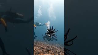 Comatulida scubadiving gopro scuba travel underwater ocean diving nature bali crinoid [upl. by Novit90]