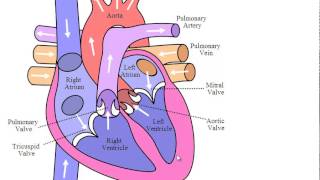 HEART  Double circulation process [upl. by Arriaet]