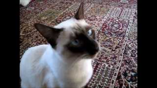 Siamese cat plays fetch  Gato siamés juega traiga como un perro [upl. by Mccurdy]