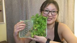 How to Keep your Cilantro Herbs Fresh Longer OXO Greensaver Herb Keeper [upl. by Narok]