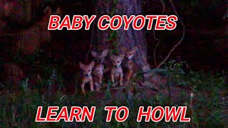 Baby Coyotes Learning to Howl All About Coyotes [upl. by Radu]