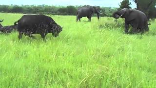 Elephant kicks a buffalo in the head [upl. by Eenram857]