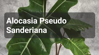 Alocasia Pseudo Sanderiana пересадка  размножение [upl. by Connelly]