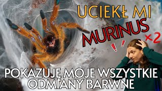 Odmiany barwne PTERINOCHILUS MURINUS  wszystkie z mojej HODOWLI  ucieczka PAJĄKA w domu DWA RAZY [upl. by Sterne]