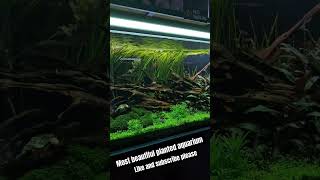 Dream planted tank setup feeds aquarium shortsfeed2024 [upl. by Idner919]