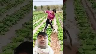 Agriculture lirrigation method satisfying agriculture farming shorts [upl. by Otipaga]