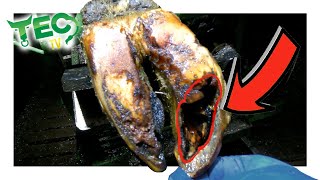 HUGE ROTTEN CAVITY INSIDE COWS HOOF  TEC TV [upl. by Negris]