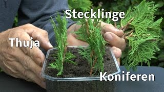 Thuja Stecklinge von Koniferen ganz einfach vermehren zeigt der Gärtner [upl. by Lynd]