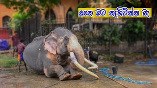 Kandy Esala Perahera  අනේ මට නැගිටින්න බැ [upl. by Htnicayh]