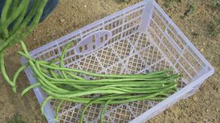 How to plant and grow yard long bean [upl. by Raines]