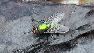 Common Green Bottle Fly Cleaning Itself and Feeding [upl. by Murtagh]