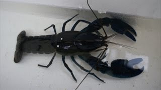 Aquaponic Yabbies [upl. by Fanchet]