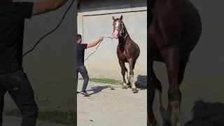 бек юлдуз horse лошади stallion спорт horselover лошадь [upl. by Xavier]