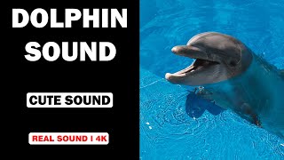 Real Dolphin Sounds  High Quality  Cute Dolphin Experience  4K [upl. by Ecirtnahc]