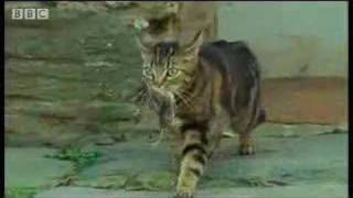 Cute baby kittens develop their hunting instinct BBC wildlife [upl. by Uttica]