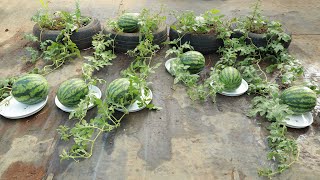 Surprise with the method of Growing watermelon on the terrace with tires [upl. by Adnimra770]