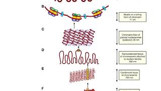 BIO 155 CH11 Mitosis Part 1 [upl. by Tnarg]