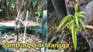 Cara Sambung Pucuk Mangga Usia Dini [upl. by Lucilla]