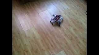 Simple 12DOF Hexapod Robot  2 DOF per leg [upl. by Pardoes]