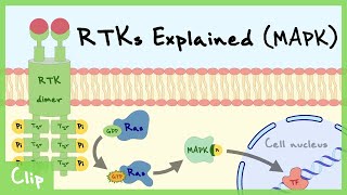 Oncogenic activation receptor tyrosine kinases HD [upl. by Astrea]