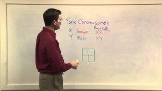 Biology 1107  Gender Chromosomes [upl. by Erdnassak585]