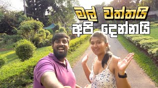 ගම්පහ මල් ව⁣ත්තේ මොනවාද බලන්න තියෙන්නේ Sri Lankas Secret Botanical Garden Our DiaryTravel Vlog [upl. by Clapper]