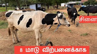 8 மாடு விற்பனைக்காக radhakrishnanfarms [upl. by Bouzoun]