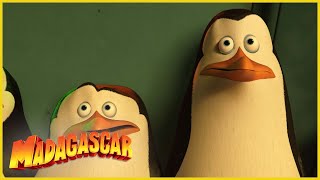 Los pingüinos no son invisibles  DreamWorks Madagascar en Español Latino [upl. by Baseler151]