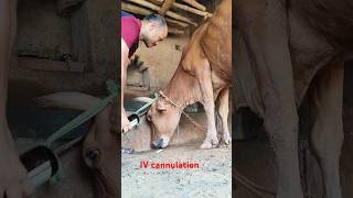 quickest and easiest intravenous injection in jugular veinanimal shortviral cow [upl. by Ylrrad616]