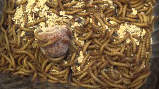 Patiently Separating Pupae from Larvae in the Darkling Beetle Colony [upl. by Etheline]