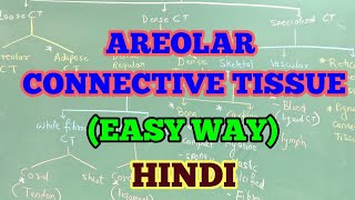 AREOLAR CONNECTIVE TISSUE HINDI  EASY WAY [upl. by Pollard]