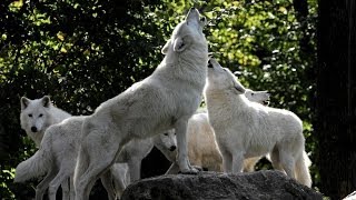 Hurlement de loups blancs de nuit au parc animalier de Sainte Croix [upl. by Lladnyk402]