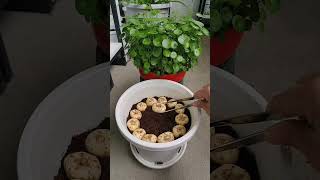 Amazing planting flower in pot garden flower DIY plants garden flower gardenflower [upl. by Frear]