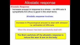 Allostasis  VCE U4 Psychology [upl. by Larrisa914]