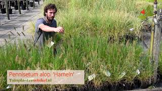 Pennisetum alopecuroides Hameln of lampenpoetsersgras  informatie [upl. by Crockett683]