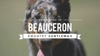 ALL ABOUT BEAUCERON THE COUNTRY GENTLEMAN [upl. by Maxfield]