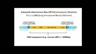 251 LINEs Long Interspersed Nuclear Elements LTR Retrotransposons [upl. by Ahsait779]