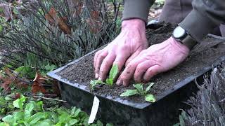 Wild Lettuce Propagation from Volunteers [upl. by Nyroc348]