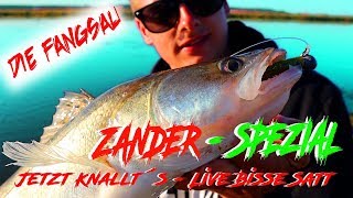 Zander  Spezial  schöne Live Bisse  Angeln vom Ufer auf Raubfisch  Die Fangsau am Fluss [upl. by Nonahs]