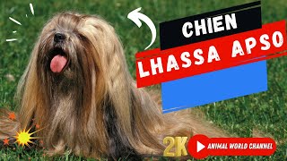 La Majesté Tranquille du Lhassa Apso [upl. by Adnah]